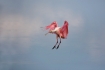 Ajaia-ajaja;Flying-Bird;Roseate-Spoonbill;Spoonbill;action;active;aerodynamic;be
